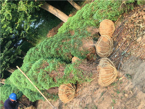 河南桧苗木绿化 鹤壁浚县1米高河南桧在园林绿化工程中的应用