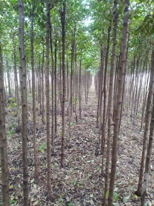 唐河县大地园林绿化工程公司入驻苗木通——专注黄山栾与三角枫，打造城市绿色新名片