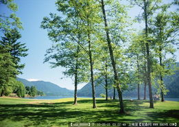 城市绿化管理 从草坪图片到园林景观设计施工图纸全方位解析