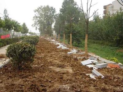 天津绿化养护施工单位与城市绿化管理 绿色城市的守护者