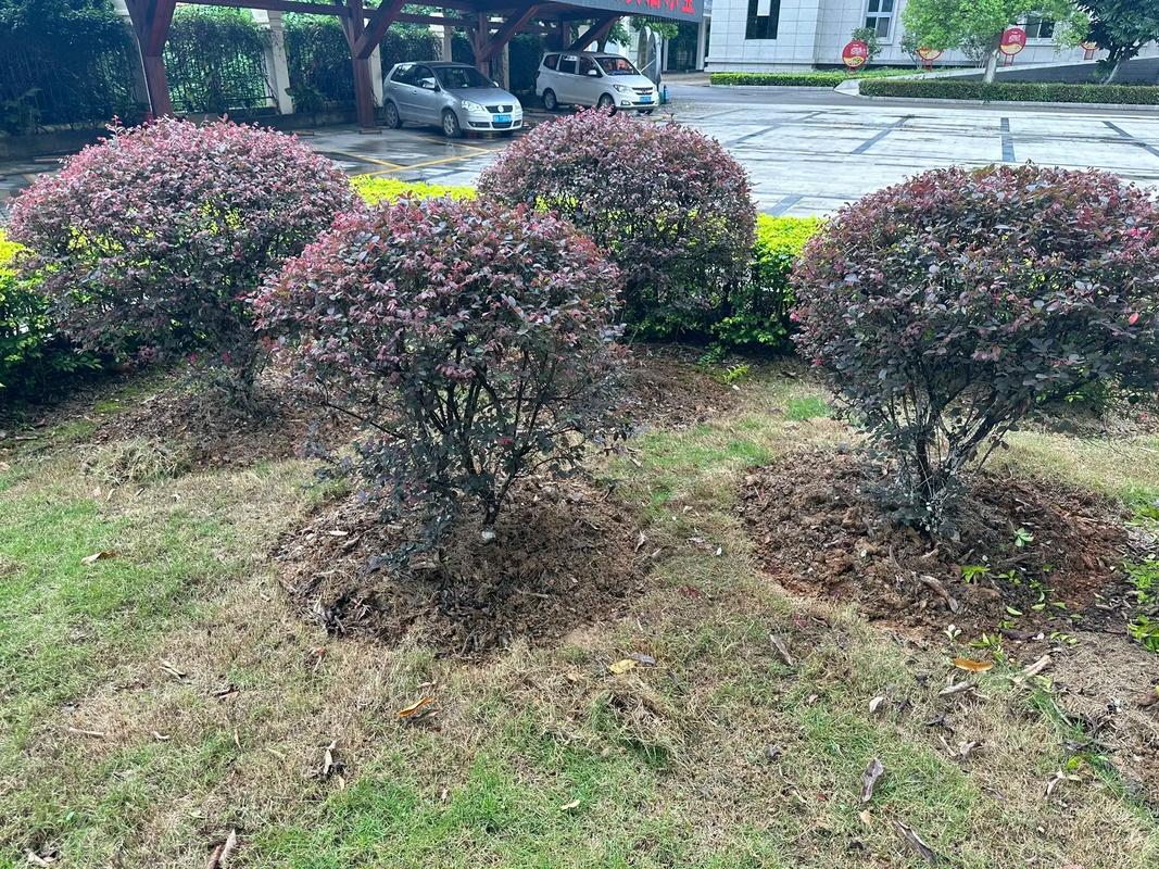 园林绿化工程苗木种植与养护施工全流程指南