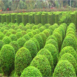 小叶女贞造型艺术 从盆景到城市绿化的生态美学实践